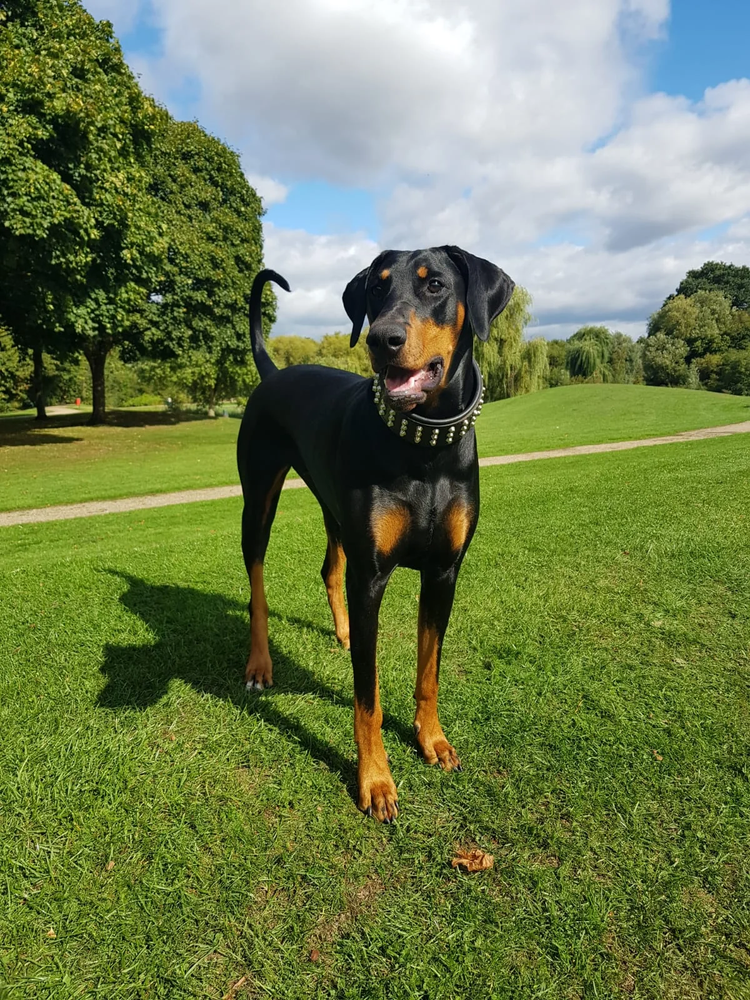 Doberman breeder in Vizag