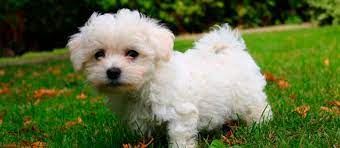 Maltese breeder in hyderabad