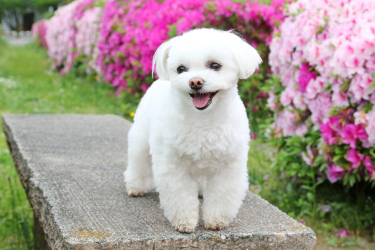 Purchase maltese puppy from mumbai