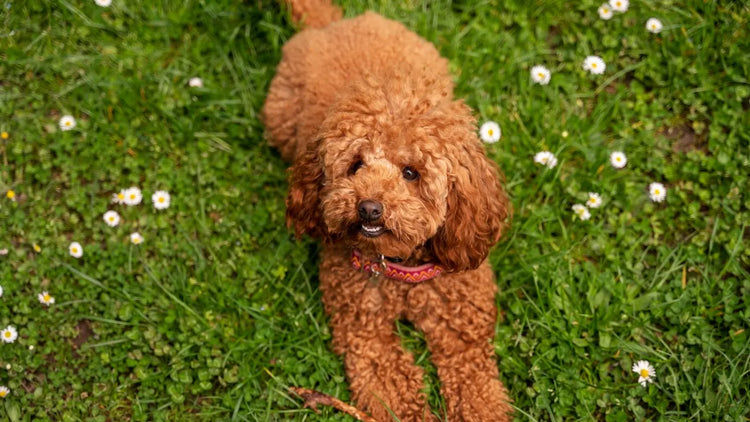 Poodle breeder in hyderabad