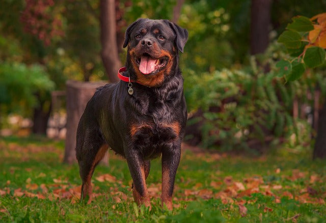 Rottweiler breeder in jaipur
