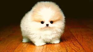 Toy pomeranian dog breeder in ahmedabad