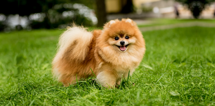 Toy pomeranian dog breeder in bangalore