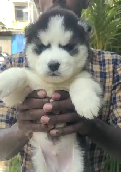 Siberian husky puppy for sale online in ahmedabad