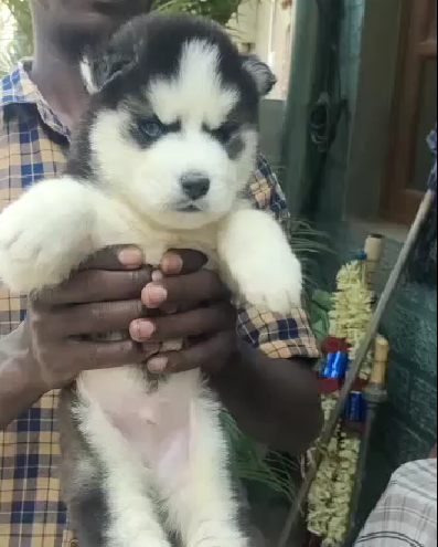 best quality siberian husky puppies for sale in ahmedabad