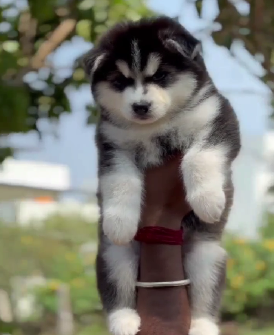 siberian husky male puppy price in ahmedabad