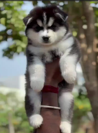 Siberian husky female puppy price in ahmedabad