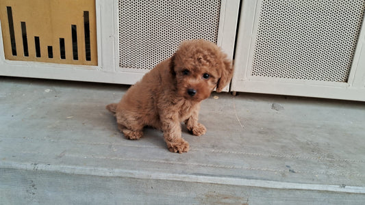 Poodle dog price in ahmedabad