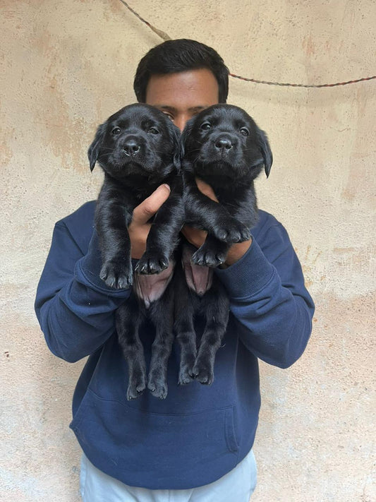 Black lab puppies for sale in ahmedabad