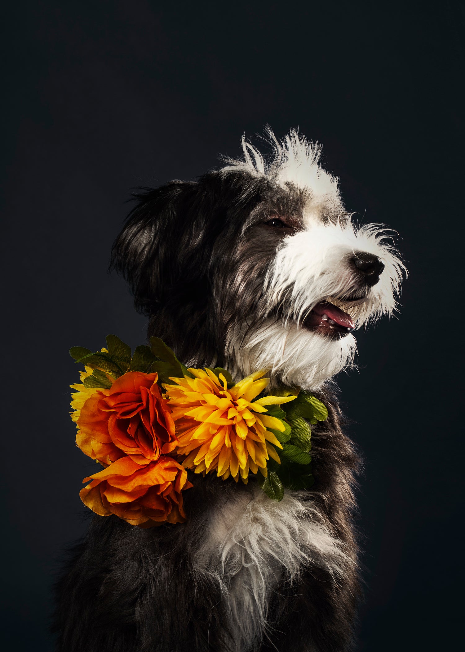 Dog puppies price in ahmedabad