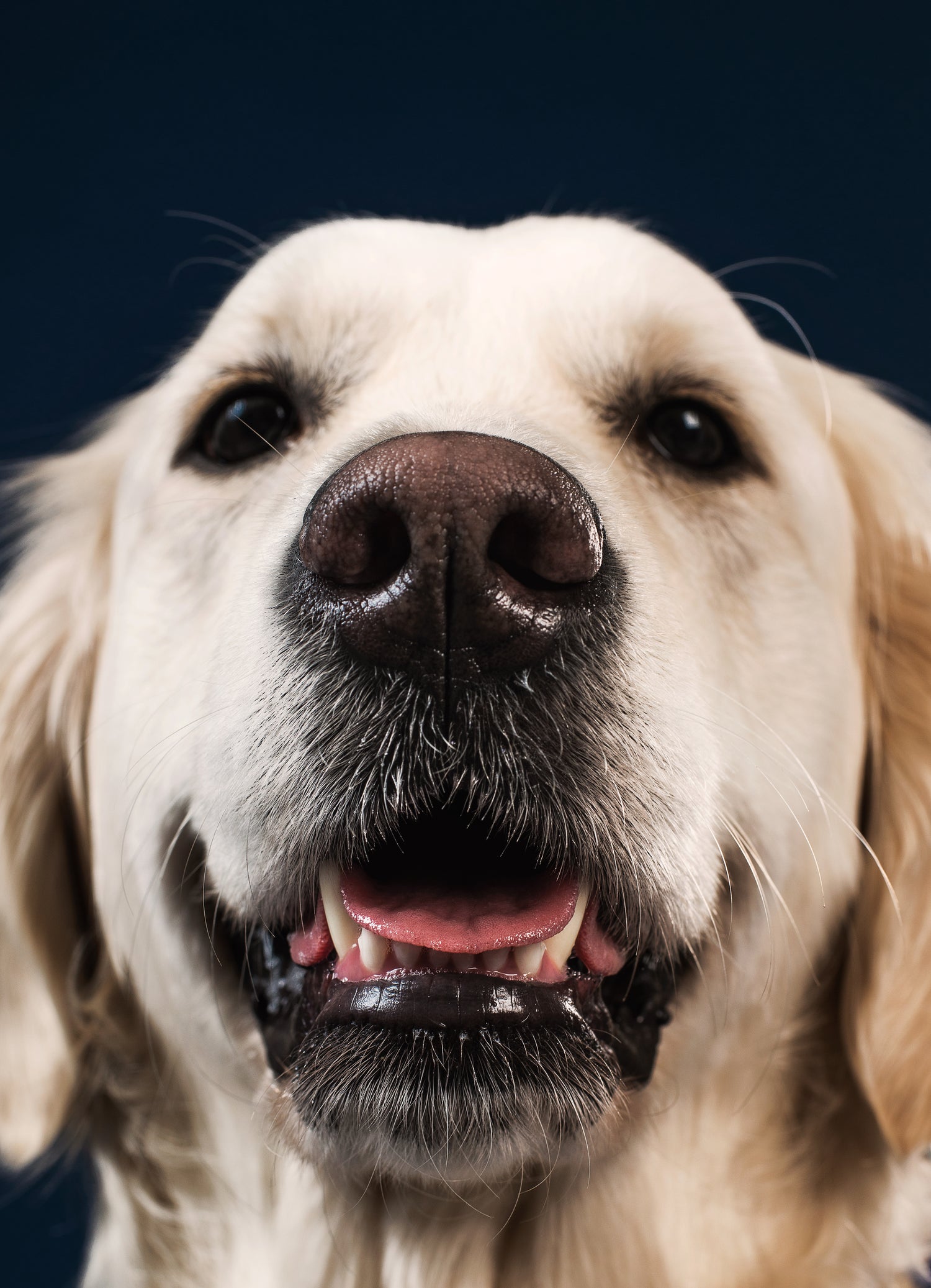 Dog price in ahmedabad