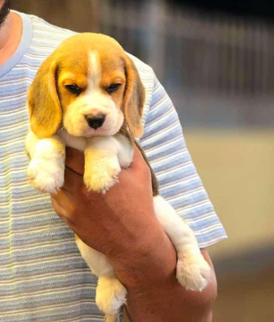 Beagle puppies for sale online in Hyderabad