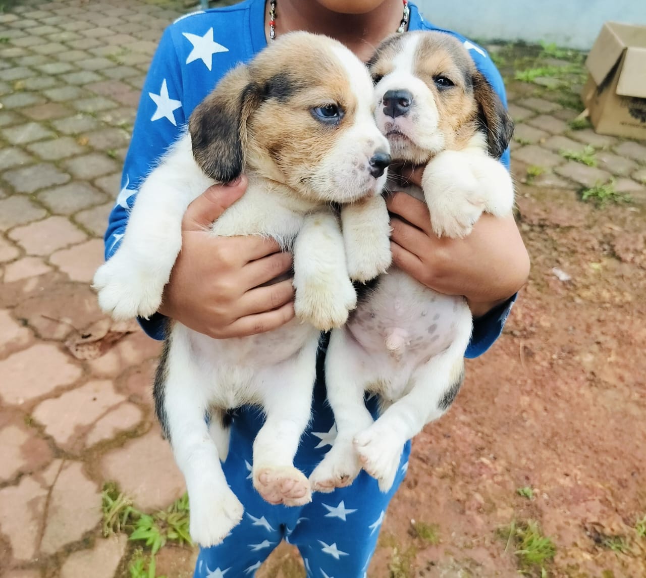 Beagle puppies for sale online in jaipur