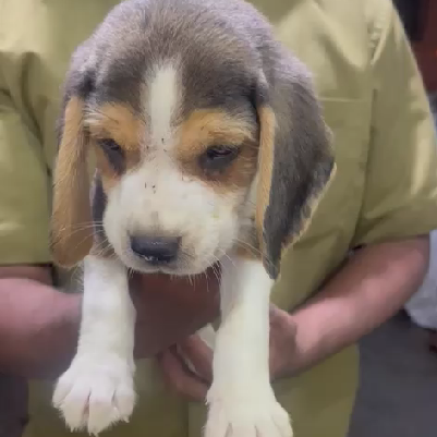 Beagle puppies for sale online in jaipur