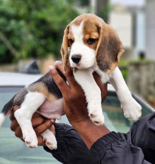 Beagle puppies for sale online in Vizag