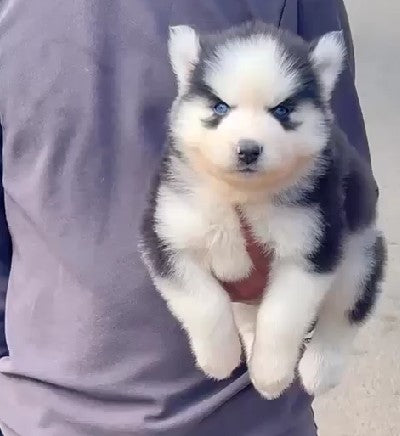 Siberian Husky Male & Female Puppies For Sale At Moshi - Pune