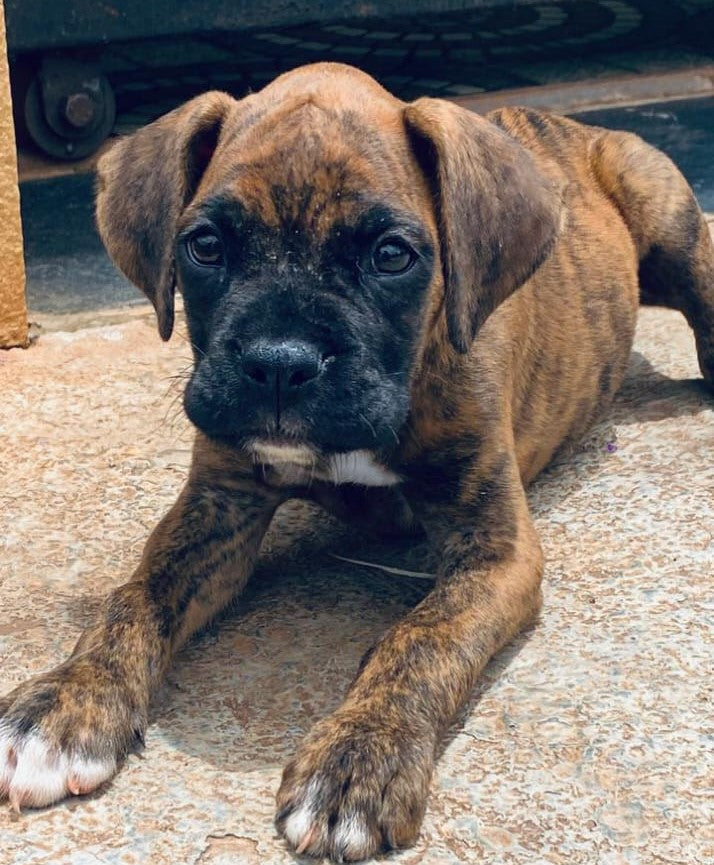 Good Quality Boxer Puppies For Sale At Bangalore