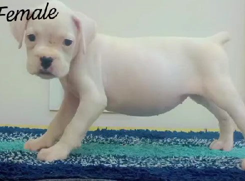Buy Boxer puppies online from bangalore