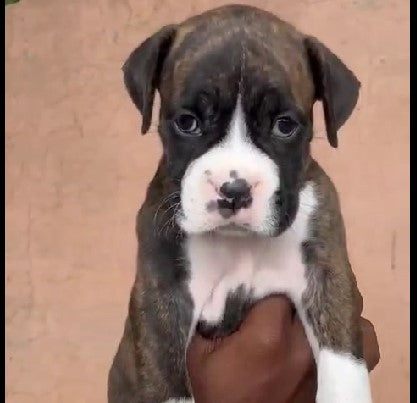Boxer dog price in Chennai