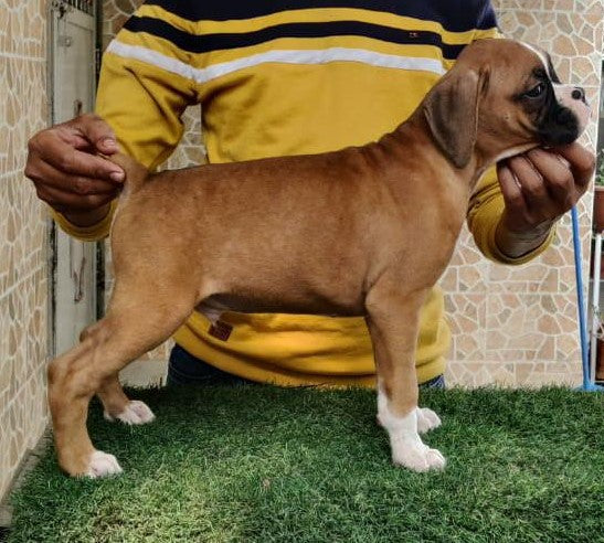 buy boxer puppies online from goa