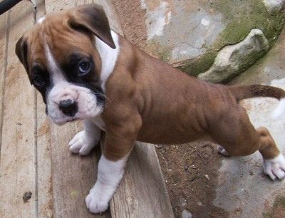 Buy Boxer puppies online from Hyderabad