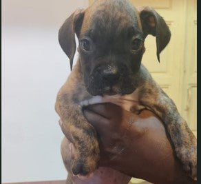 Boxer dog price in jaipur