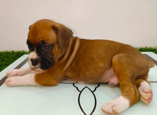 Boxer dog price in Kolkata