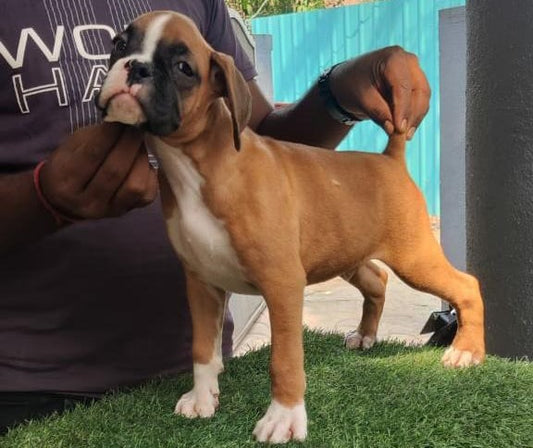 One White & One Fawn Coloured Boxer Puppy For Sale At Aundh  - Pune.