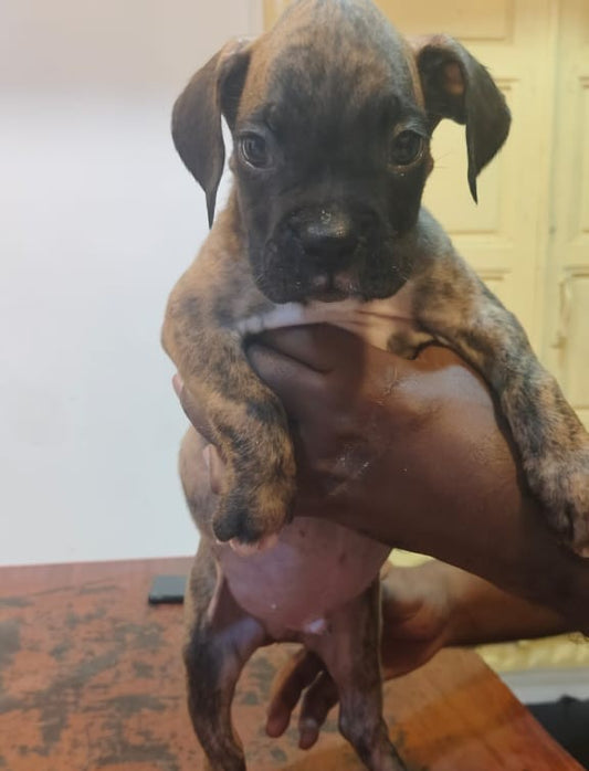 One Brindle & One Fawn Coloured Boxer Puppy Available For Sale At Pimpri - Pune