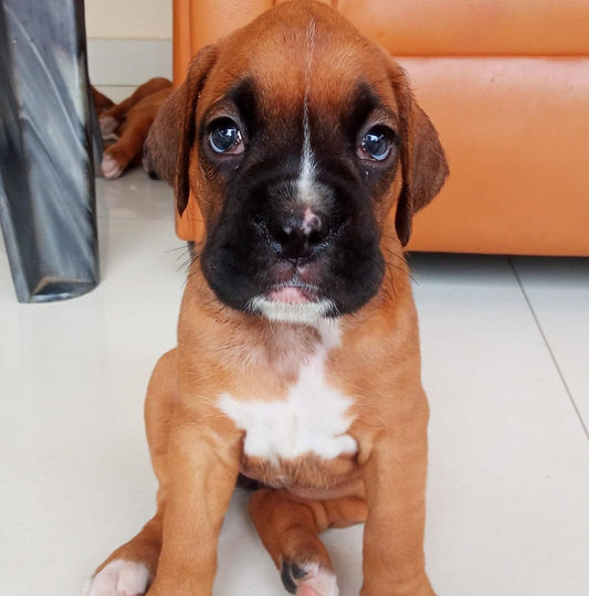 One Brindle & One Fawn Coloured Boxer Puppy Available For Sale At Pimpri - Pune