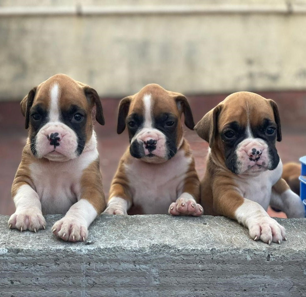 Two Female & One Male Boxer Puppy For Sale At Sangavi - Pune