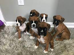 Boxer pet shop in Vizag
