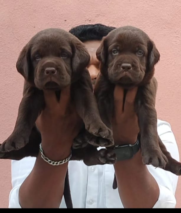 Chocolate labrador retriever price in ahmedabad