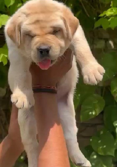Kci Registered Lab Puppy Prices KCI Registered Labrador Retriever