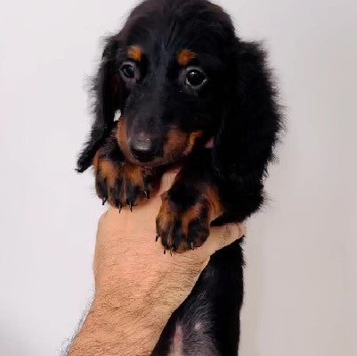 Cocker spaniel dog price in Chennai
