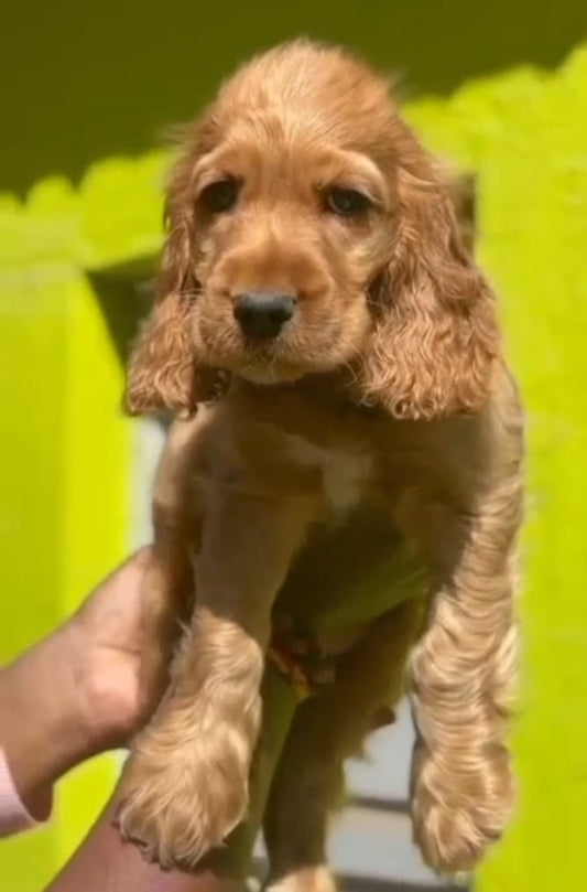 Cocker Spaniel puppies for sale online in Hyderabad