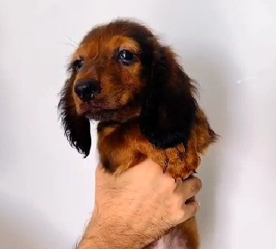 Buy Cocker Spaniel puppies online from Kolkata