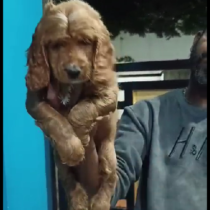 Cocker spaniel dog price in goa