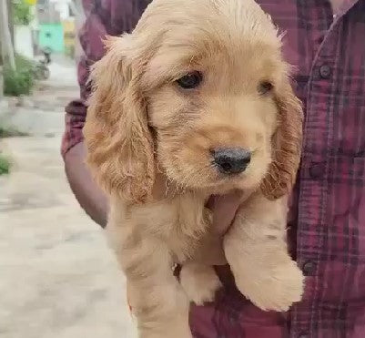 Purchase cocker spaniel puppies from jaipur