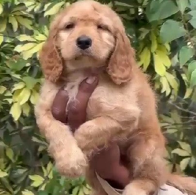 KCI Registered Cocker Spaniel Puppies Available For Sale At Wagholi - Pune