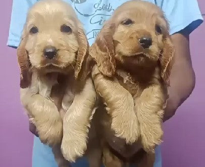 We Have Fully Vaccinated Cocker Spaniel Pair For Sale At Dapodi - Pune