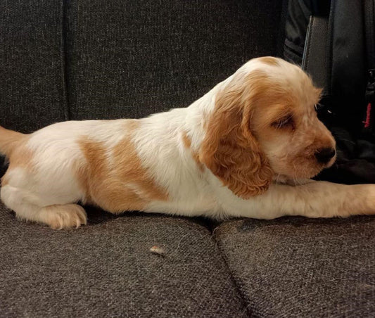 Cocker Spaniel dog price in Vizag