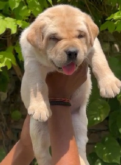 Labrador retriever price in bangalore