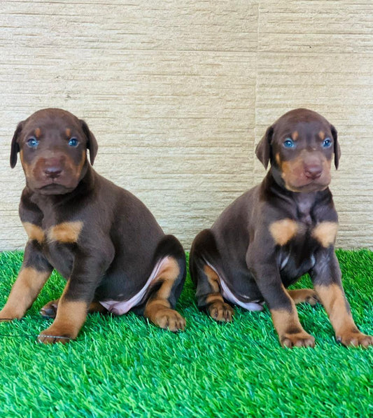Doberman price in bangalore