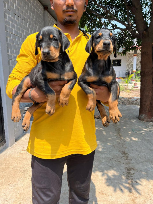 Doberman puppies price in goa