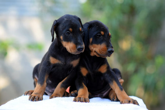 Doberman price in Hyderabad