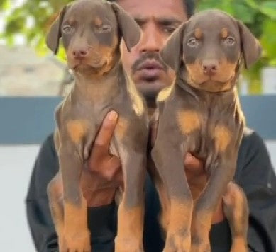 Doberman puppy price in jaipur