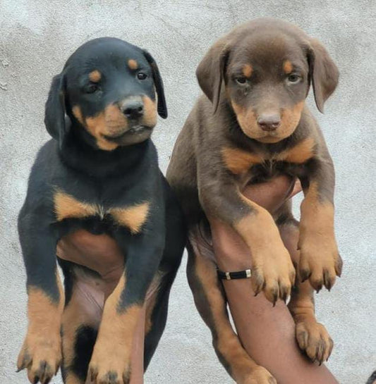 Doberman dog price in Kolkata