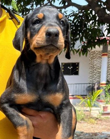 Doberman puppies for sale online in ahmedabad