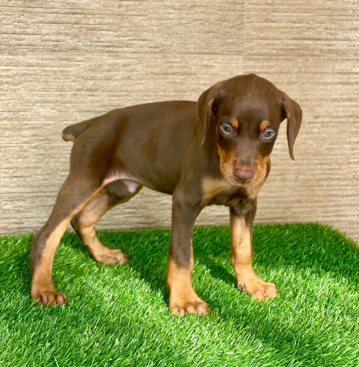 Doberman dog breeder in ahmedabad